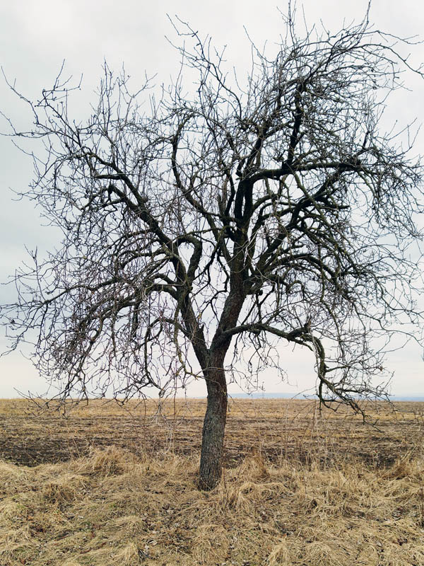 Dospělých strom v zimě