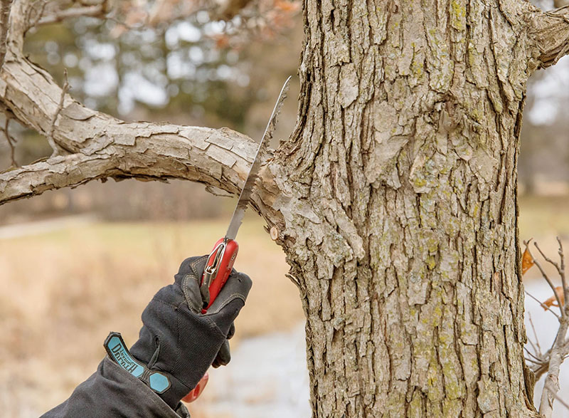 Odřezávání větve stromu