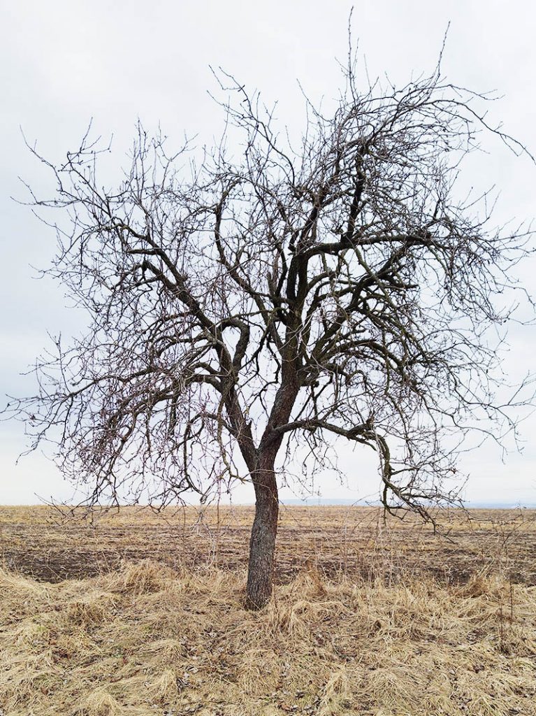 Dospělý strom před řezem