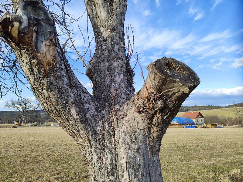 Špatně odřezaná větev stromu